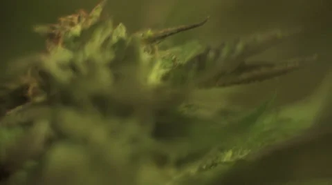 Marijuana buds being inspected Vídeo Stock 37269672