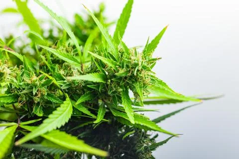 Marijuana buds. Cannabis plant on mirror table. Stock Photos