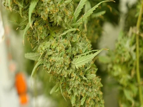 Marijuana Buds Close Up Stock Footage