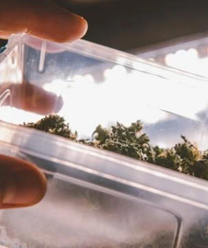 Marijuana buds close-up 스톡 사진