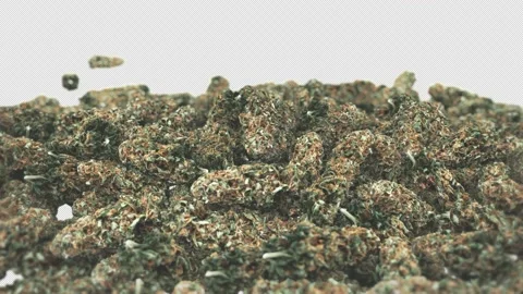 Marijuana Buds Falling from the Top while Camera is rotating with Alpha Video stock 161103145