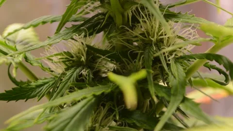 Marijuana buds leaves bloom LED in secret garden move 1 Stock Footage 142709856