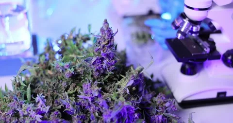 Marijuana buds prepared for microscopic examination in lab Stock Footage 318310633