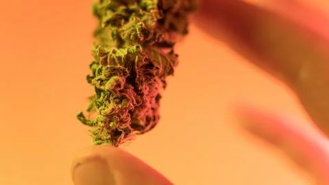 Marijuana buds in rasta mans hands close-up .medical marijuana dispensary con Stock Photos