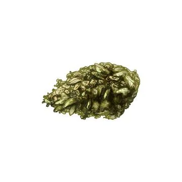 Marijuana buds. Vector hatching illustration isolated on white background Stock Illustration