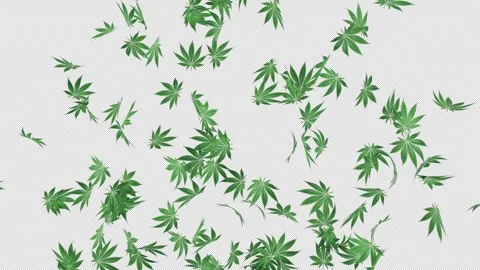 Marijuana Burst on Alpha Stock Footage 273018502