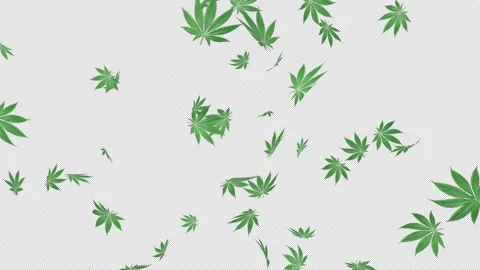 Marijuana Burst Stock Footage 233975671
