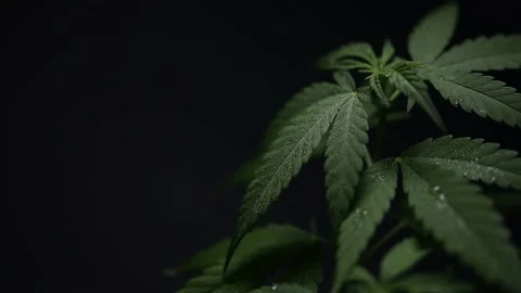 Marijuana bush with drops of dew on a black background Stock Footage 155325557