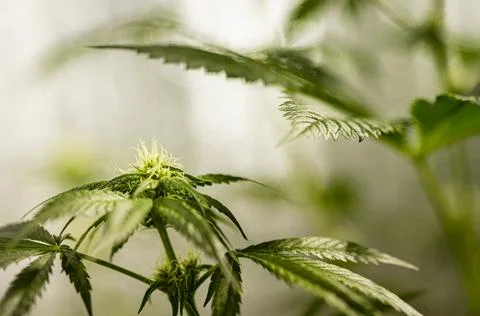 Marijuana bush pattern for design and decoration. Stock Photos