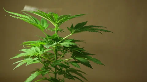 Marijuana business 库存影片 37029795