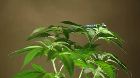 Marijuana business 動画素材 37032476