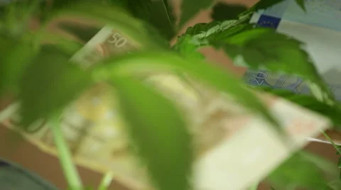 Marijuana business 库存影片 44216491