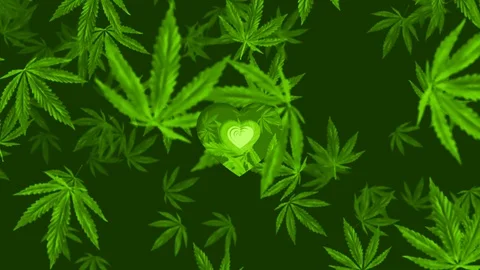 Marijuana Cannabis 4K Loop Stock Footage 107605829