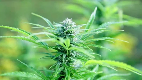 Marijuana (Cannabis) Bud - Outside Morning Dew Cinnematic Slow Motion In Hd Stock Footage