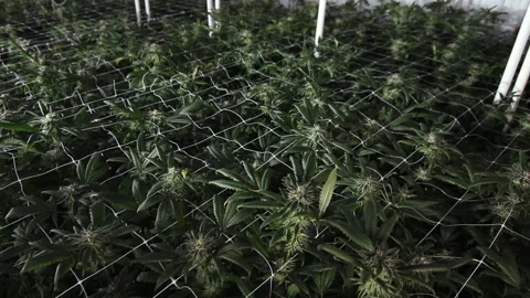 Marijuana - Cannabis Indoor Grow Operation - Wide shot Stock Footage