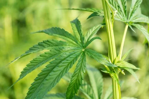 Marijuana cannabis leaf background. Stock Photos