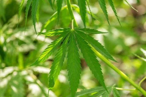 Marijuana cannabis leaf background. Stock Photos