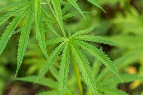 Marijuana cannabis leaf background. Stock Photos