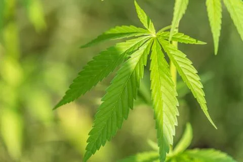 Marijuana cannabis leaf background. Stock Photos