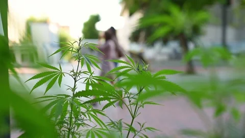 Marijuana cannabis leaf on a blurred background of a city with walking people Stock Footage 197470158