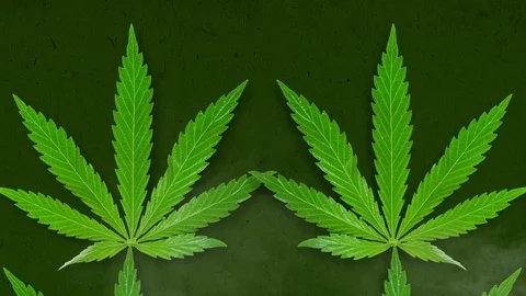 Marijuana Cannabis Loop 4K Stock Footage 106820075