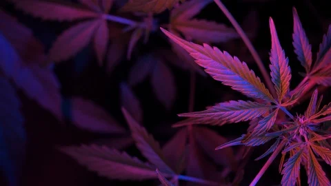Marijuana Cannabis Plant Tops Ultraviole... | Stock Video | Pond5