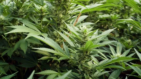 Marijuana Cannabis Weed Bud Plant Greenhouse Farm California 4K Stock Footage