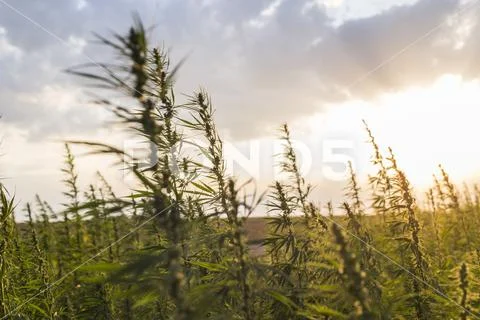 Marijuana CBD hemp plants field in sunrise Stock Photos