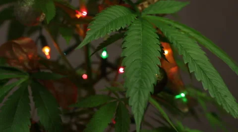 Marijuana Christmas 库存影片 46835017