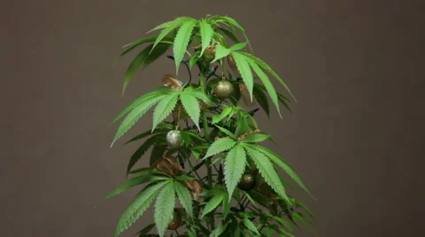 Marijuana Christmas tree Stock Footage 46833048