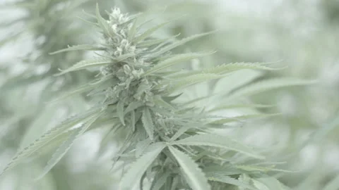 Marijuana close Stock Footage 139664698