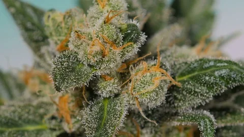 Marijuana close-up. One plant macro cannabis. Cannabis bush. Stock Footage 76379901