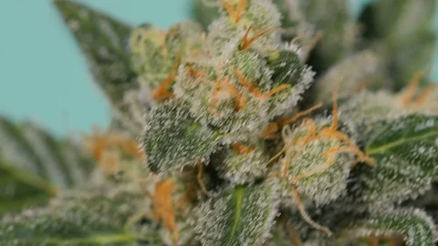 Marijuana close-up. One plant macro cannabis. Cannabis bush. Stock Footage 76379976