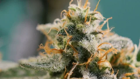 Marijuana close-up. One plant macro cannabis. Cannabis bush. Stock Footage 76380058