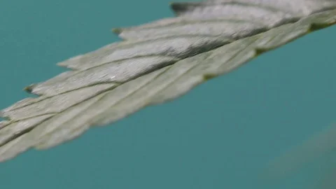 Marijuana close-up. One plant macro cannabis. Cannabis bush. Video stock 76380201