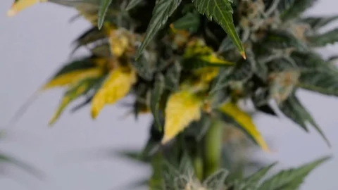 Marijuana closeup. One plant macro cannabis. Stock Footage 71507525