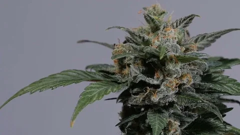 Marijuana closeup. One plant macro cannabis. Cannabis bush. Video stock 72572122