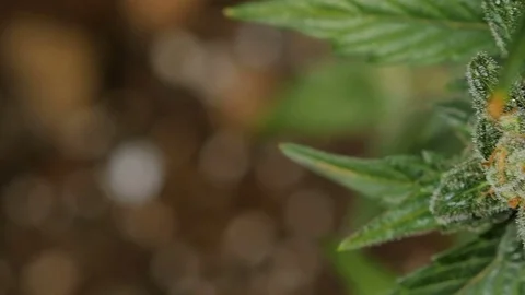 Marijuana closeup. One plant macro cannabis. Cannabis bush. Video stock 72572340