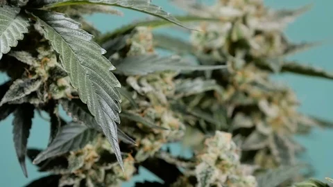 Marijuana closeup. One plant macro cannabis. Cannabis bush. Stock Footage 72573398