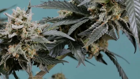 Marijuana closeup. One plant macro cannabis. Cannabis bush. Stock Footage 72573534