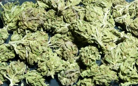 Marijuana colorado Stock-Fotos