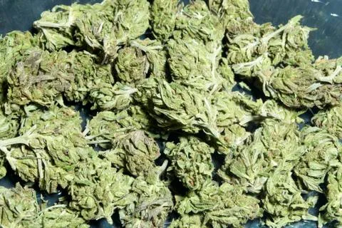 Marijuana colorado Foto stock