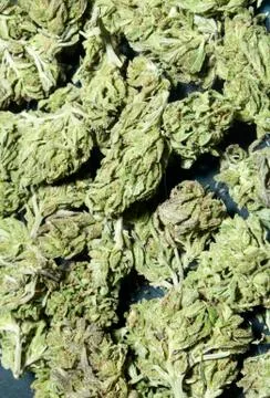 Marijuana colorado Foto stock