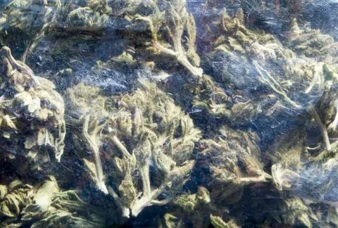 Marijuana colorado Stock Photos