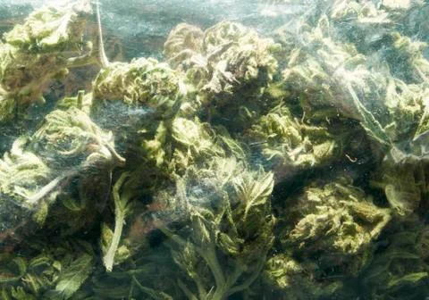 Marijuana colorado Stock Photos