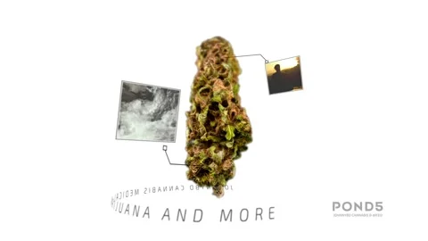 Marijuana Commerical Stock After Effects