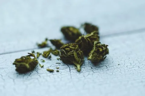Marijuana cones lie on a light table, close up. Concept of medical cannabis Stock Photos