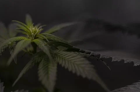 Marijuana dark pattern. Weed background.  Fotos Stock