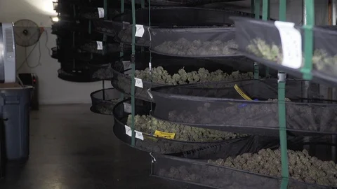 Marijuana Drying Room Pan Down Racks At A Medical Cannabis Facility 스톡 동영상 102669339