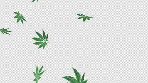 Marijuana Fall on Alpha Stock Footage 274332674
